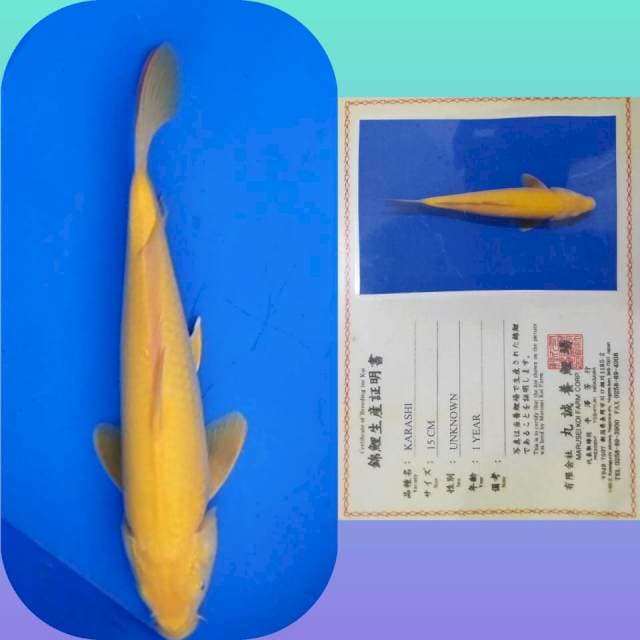 Karashi 33cm serti marusei