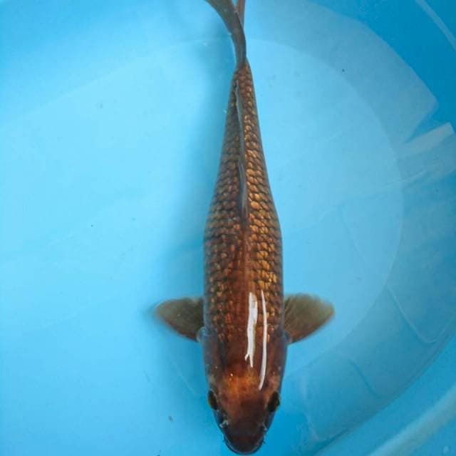 chagoi ginrin 41 cm