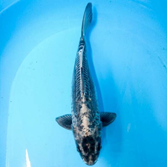 kikokuryu 33 cm