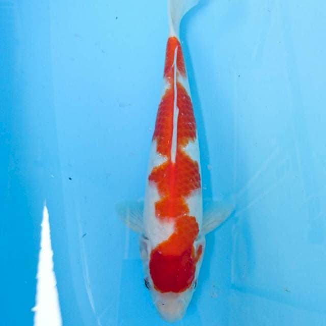 inazuma kohaku 29 cm