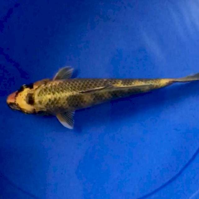 Kin Showa 30cm