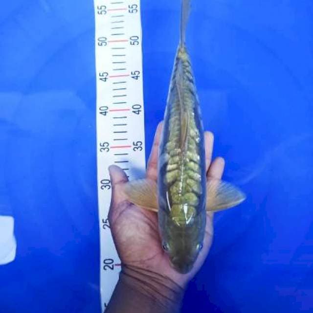 ARAGOKE 33CM