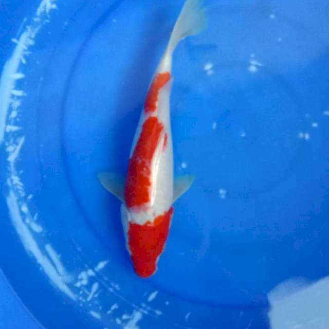 Maruten kohaku ori