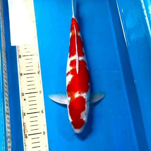 Kohaku, male 37 cm
