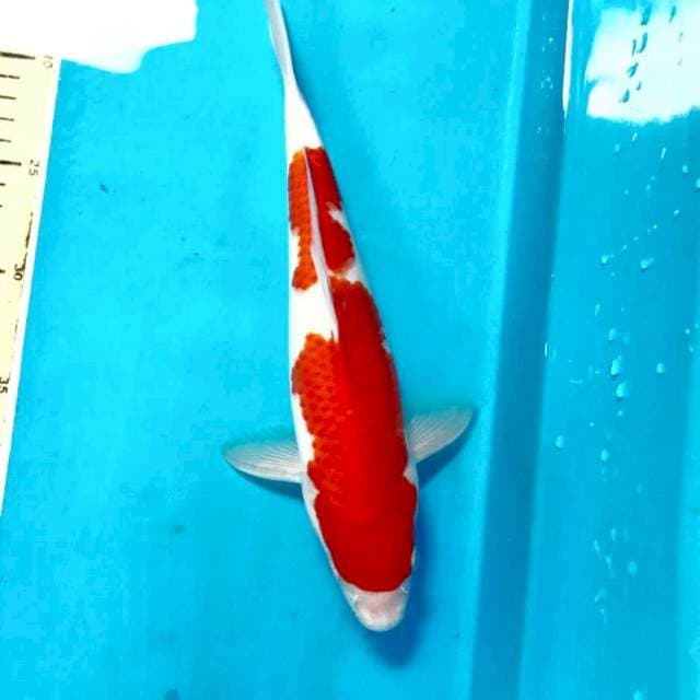 Kohaku, 27 cm