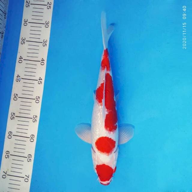 YURA 2 - Kohaku Gin Rin ®