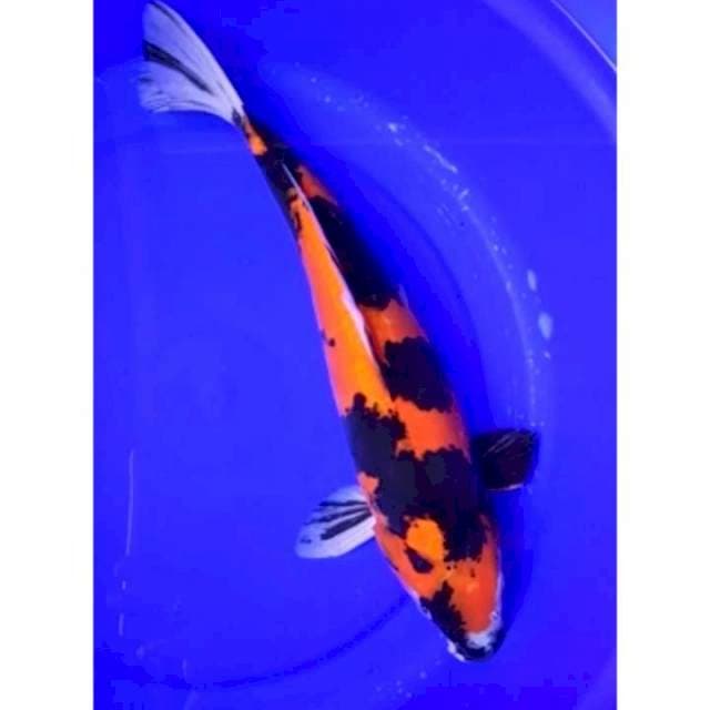 showa doitsu 37 cm