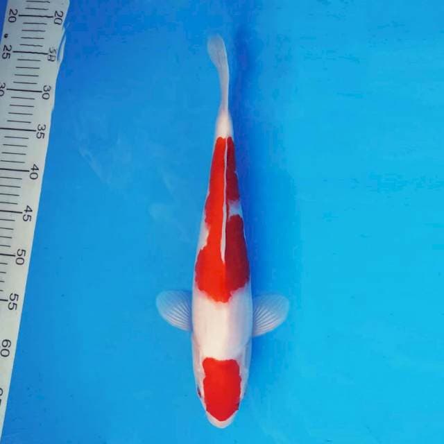 YURA 10 - Kohaku ®