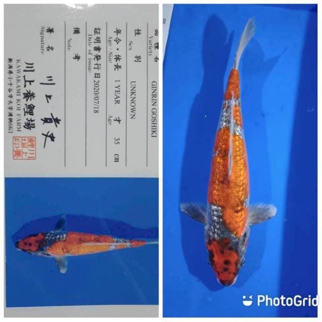 Ginrin ghosiki import