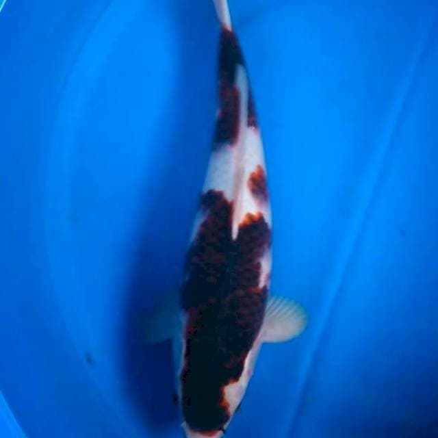 Sk budo goromo