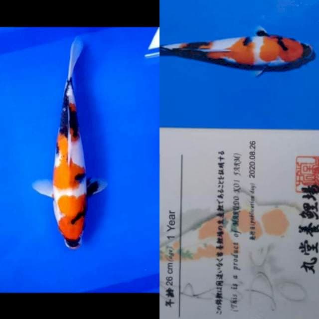 Showa Marudo Farm 30bu