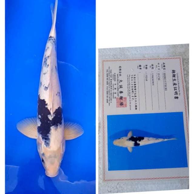 Shiro Marusei