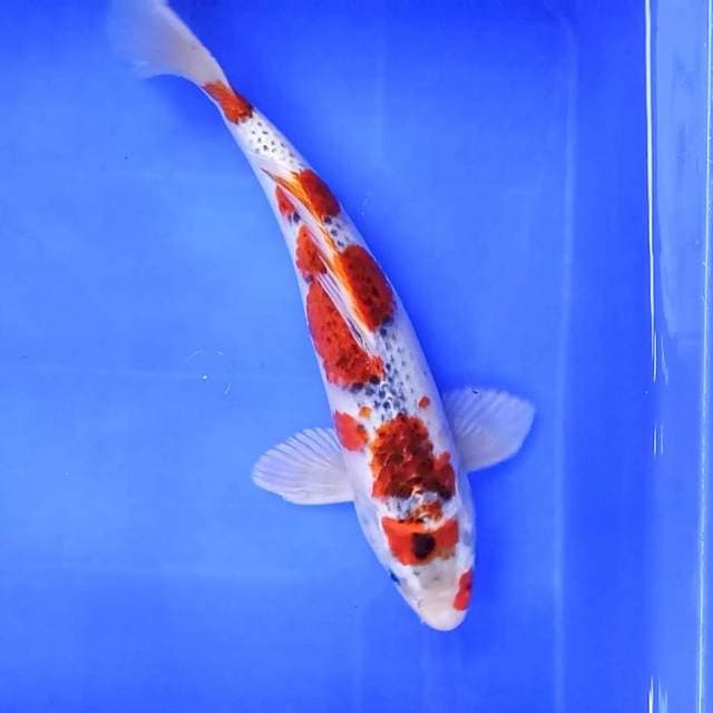 KUJAKU # 34cm
