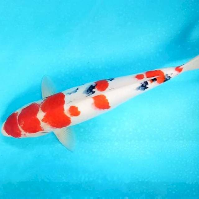 Maruten Sanke # 43cm