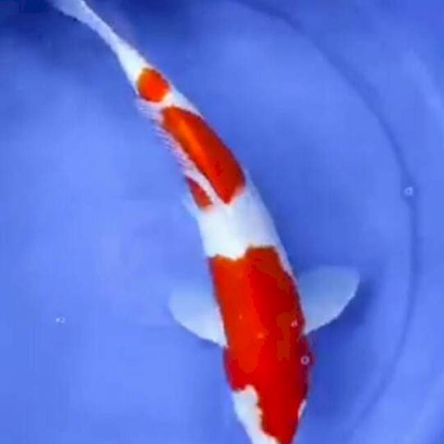 Kohaku 3 step Unik size 40bu