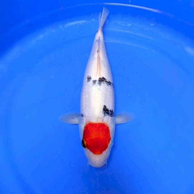 TANCHO SANKE 35CM BODDY TEBAL