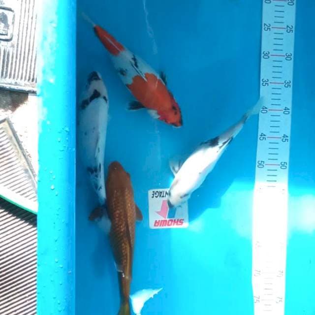 Mix koi 26 -30