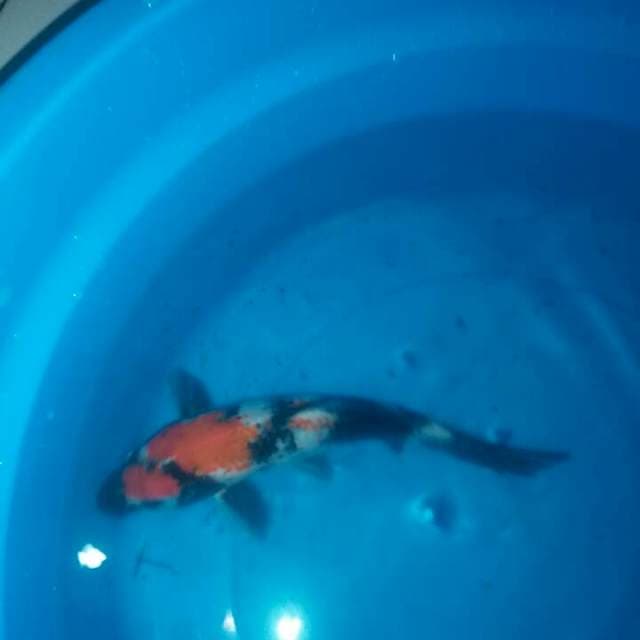 Showa Sanshoku 21cm