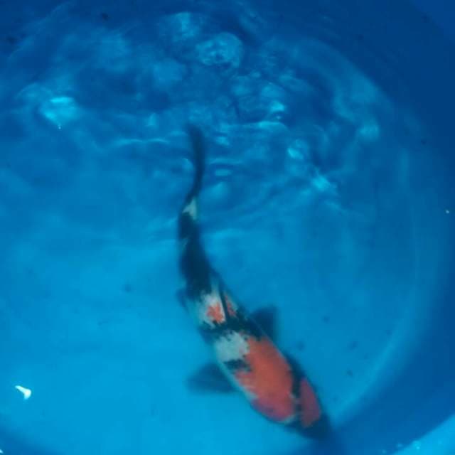Showa Sanshoku 21cm