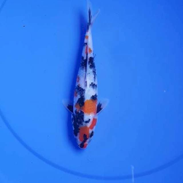 Showa Original 25cm