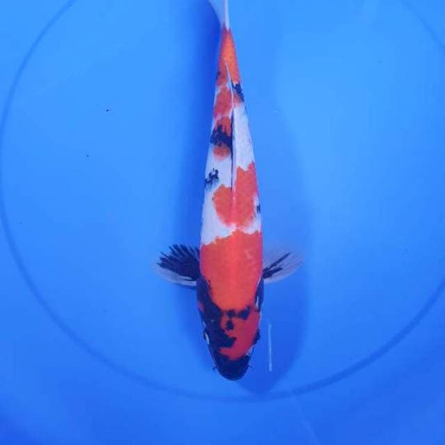 Showa Male 34