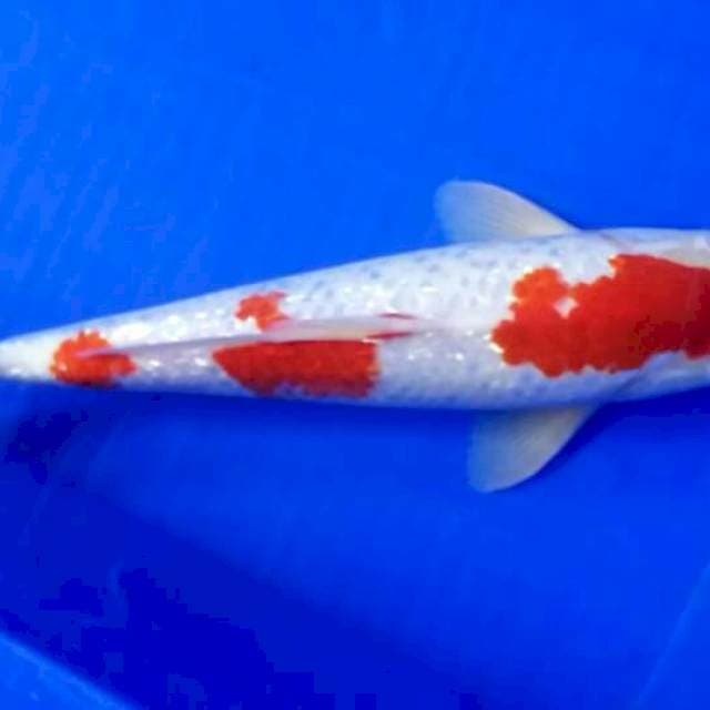 Kohaku gindrin