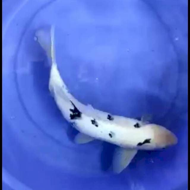 Bekko size 40cm up