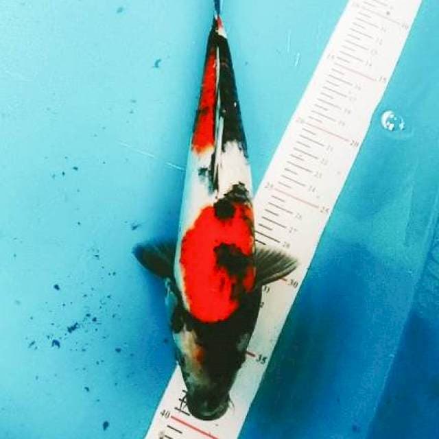 Showa 30cm