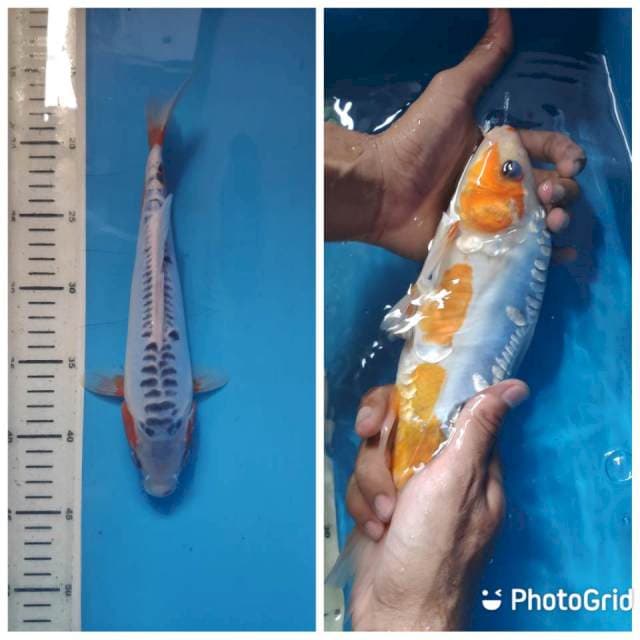 Shusui, 27cm