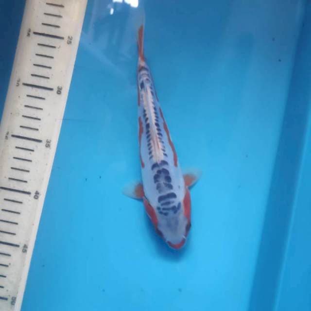 Shusui, 20cm