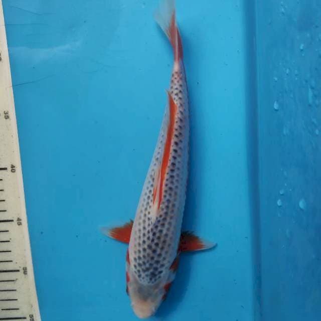 Asagi HQ, 27cm