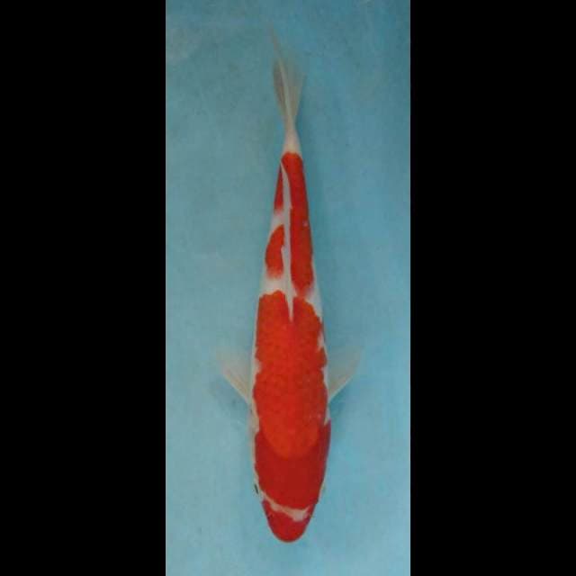 Kohaku good beni 25cm
