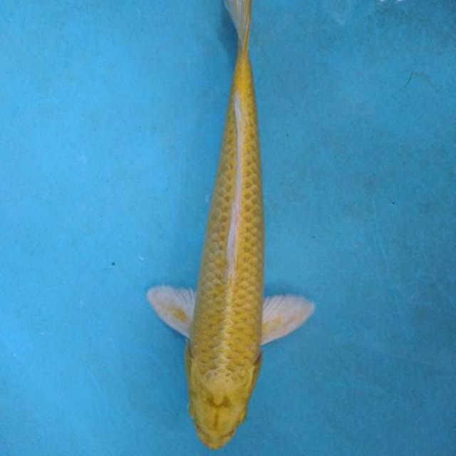 Yamabuki ogon mata merah, super rare collection
