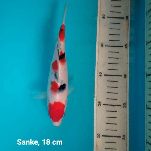 Sanke, 18 cn