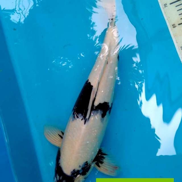 Shiro, Male Jumbo, 45 cm