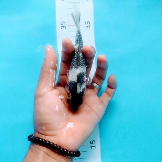 shiro ginrin 15cm