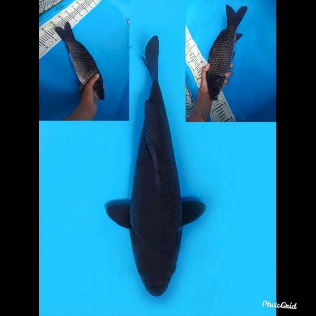 32cm male , Hajiro
