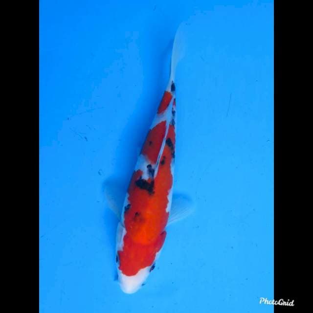 26cm male , Taisho Sanke Halus