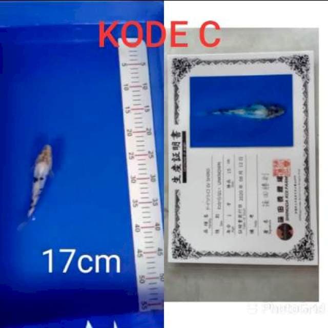 SHIRO DOITSHU 17CM