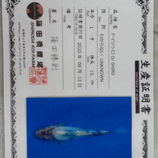 SHIRO DOITSHU 17CM
