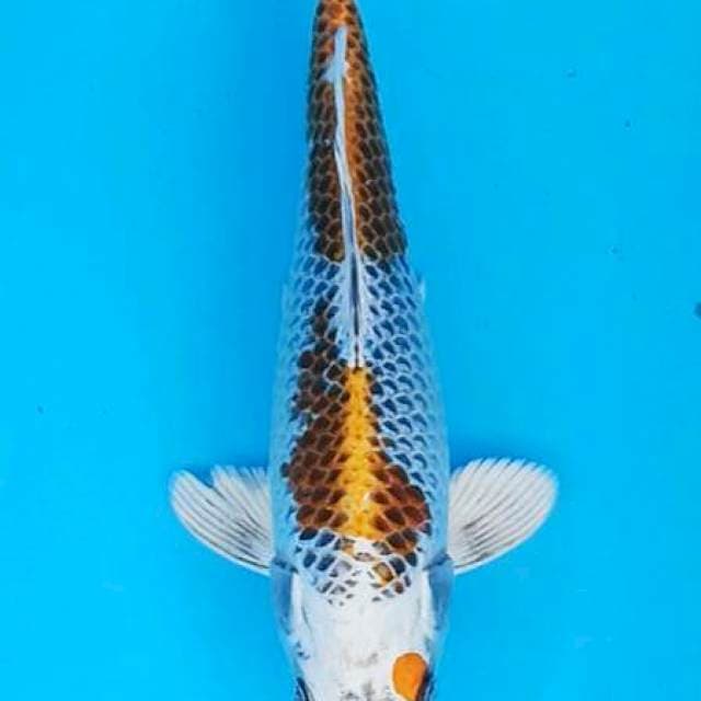 Yellow Kujaku 24cm