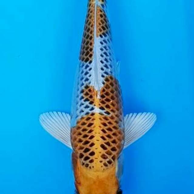 Kujaku 2 step spesial 30cm