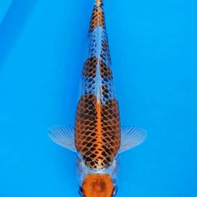 Maruten Kujaku 28cm