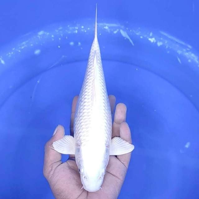 1. Platinum || 27 cm