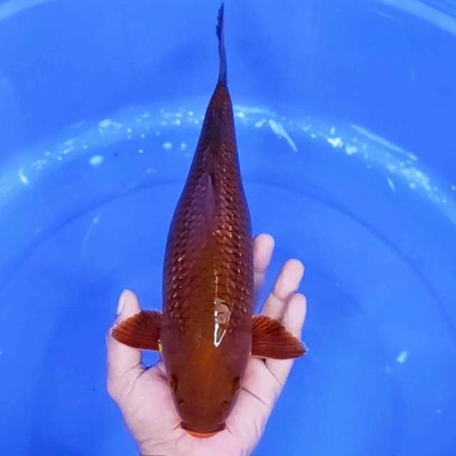 7. Tembaga Ginrin || 34 cm