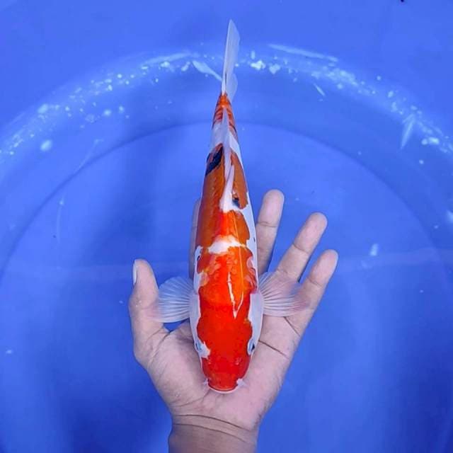 12. Sanke Doitsu || 30 cm || Jantan
