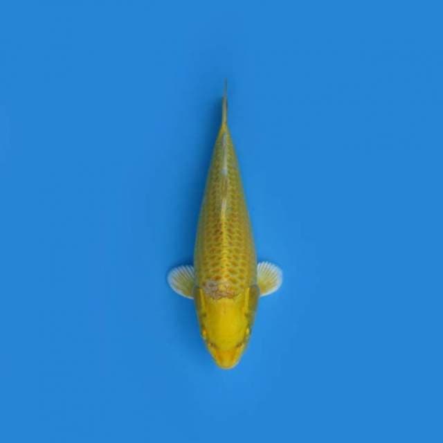 27CM - Ogon