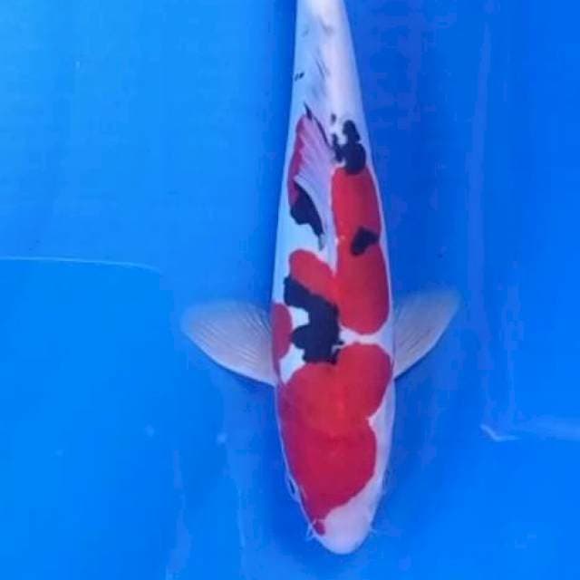 Sanke Doit 25 cm