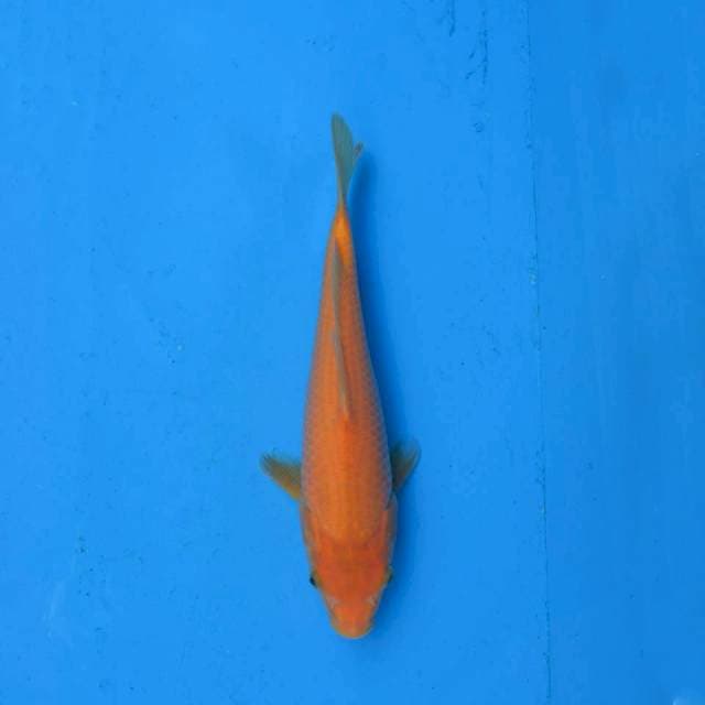 Karashi F1