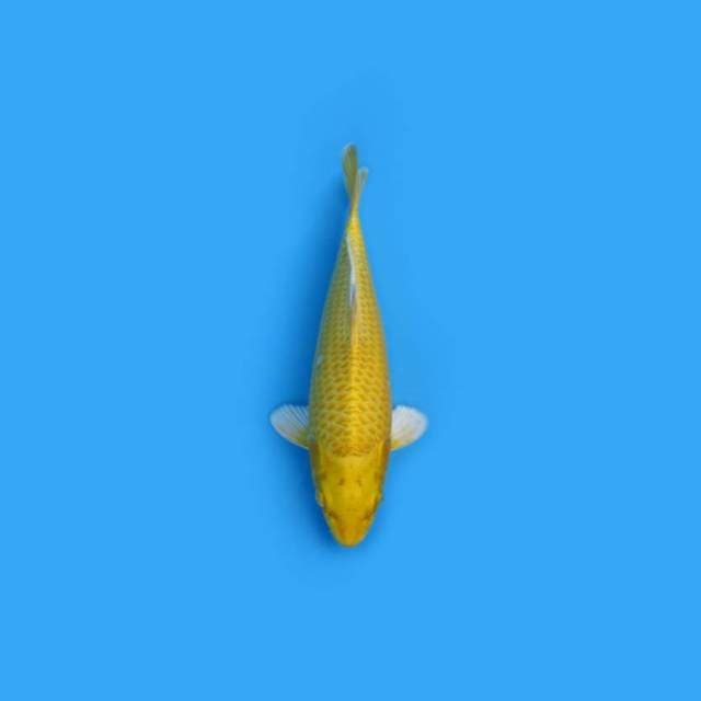 29CM - Yamabuki Ogon